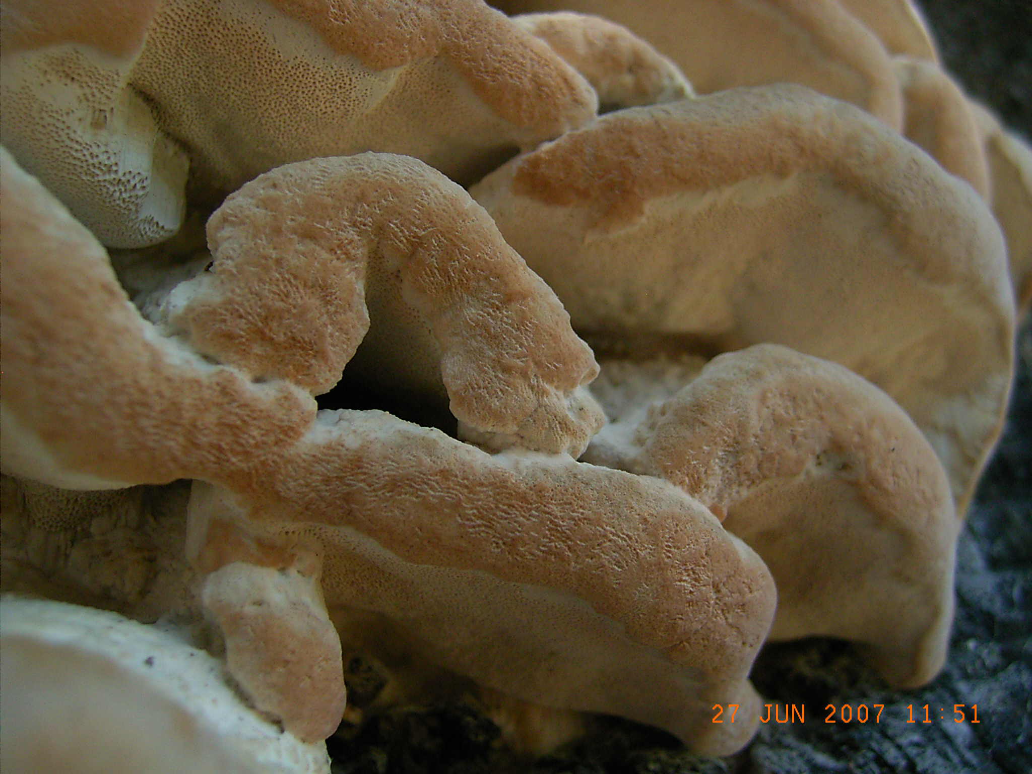 PRESUNTA  POLIPORACEA (cfr. Laetiporus sulphureus)